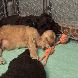 Goldendoodle Puppies from Dani’s Doodles