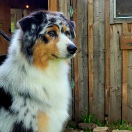 Emmy - Australian Shepherd