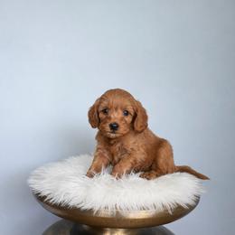 Cherry - Red  female Goldendoodle puppy in Floyd, Virginia from Hearts and Paws Poodles and Doodles