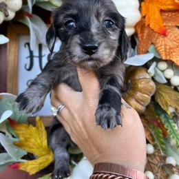 Black dapple girl - Dapple female Dachshund puppy in Payette, Idaho from NT Mini Doxies