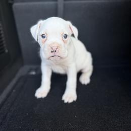 Boy 2 - White male Boxer puppy in Prestonsburg, Kentucky from Bre’s Boxers