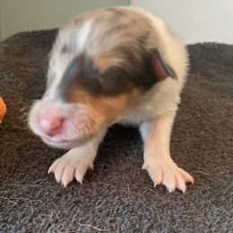 Bing - Collie puppy from Three Collie Farm
