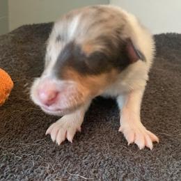 Bing - Collie puppy from Three Collie Farm
