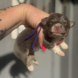 Capri (purple) - Blue female Pembroke Welsh Corgi puppy in East Oakdale, California from Rhettro Kennels