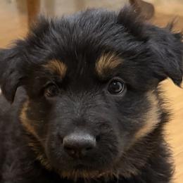 German Shepherd Puppies from Circle Oaks Shepherds