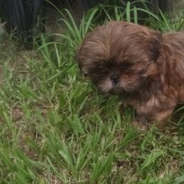Shih Tzu Puppies from Peterson Shih Tzus