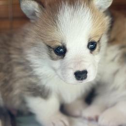 Mikey - Red male Pembroke Welsh Corgi puppy in Inola, Oklahoma from Pine Lane Pembrokes
