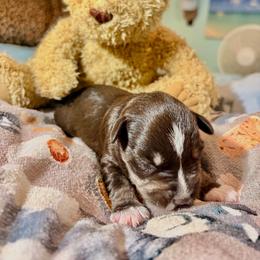Machiato - Liver male Miniature Schnauzer puppy in Deltona, Florida from LIZ FANCY SCHNAUZERS