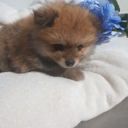 Dexter - Black and tan parti male Pomeranian puppy in Wanette, Oklahoma from Council Creek Cuties