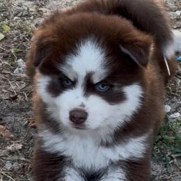 Matthias - Red and white male Pomsky puppy in Spring Hill, Florida from PDQ Pomskies
