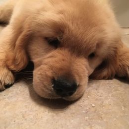 Golden Retriever Puppies from Huntleigh Goldens