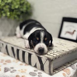AKC Black Tan Piebald - Black and tan female Dachshund puppy in Ladson, South Carolina from Funk's Four-Legged Friends