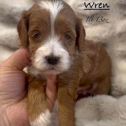 Wren - Red and white female Shihpoo puppy in Traverse City, Michigan from Riyem Wildflower Farms