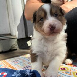 Athena - Red tri-color female Australian Shepherd puppy in Jacksonville, Florida from Solace Australian Shepherds