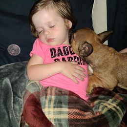 French Bulldog Puppies from Bleu Rock French Bulldogs