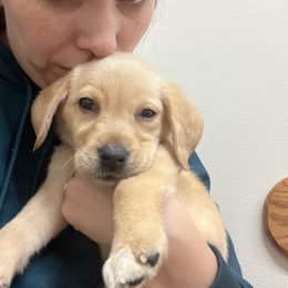 Labrador Retriever and Pembroke Welsh Corgi Puppies from Burress Family Farm and Kennels