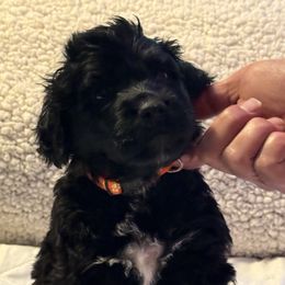 Boy 2 - Portuguese Water Dog puppy from Aarbelle’s Portuguese water dogs