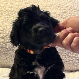 Boy 2 - Portuguese Water Dog puppy from Aarbelle’s Portuguese water dogs