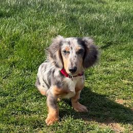 ASH - Dapple male Dachshund puppy in Alexandria, Kentucky from Turner's Bluegrass Wiener's