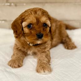 Sneezy - Red male Cavapoo puppy in Preston, Idaho from Shaffer Top Notch Puppies