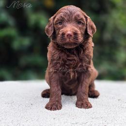 Mesa - Chocolate female Goldendoodle puppy in Centreville, Mississippi from Trin's Designer Doodles