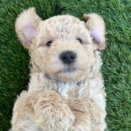 Bolt - Cream male Goldendoodle puppy in Rocklin, California from FurEver Yours Goldendoodles