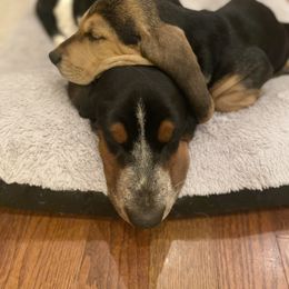 Basset Hound Puppies from Hudson's Hounds
