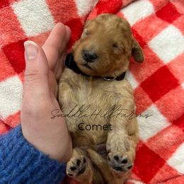 Comet - Apricot male Goldendoodle puppy in Rienzi, Mississippi from Saddle Hill Farms