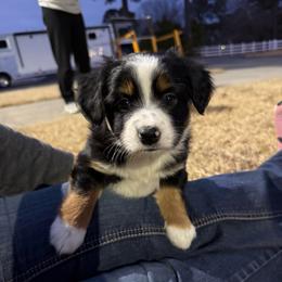 Charlie - Black tri male Miniature Australian Shepherd puppy in Goldsboro, North Carolina from Maple Ridge Farm