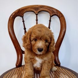 Rocky Road - Red male Australian Labradoodle puppy in Fort Defiance, Virginia from Crown Doodles