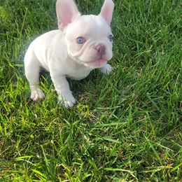 French Bulldog Puppies from Grand Frenchies