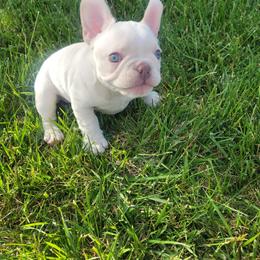 French Bulldog Puppies from Grand Frenchies