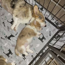 Dachshund and Pembroke Welsh Corgi Puppies from TS Dachshunds and Corgis