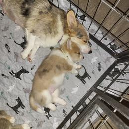 Dachshund and Pembroke Welsh Corgi Puppies from TS Dachshunds and Corgis