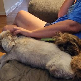 Shih Tzu Puppies from Wandering Tzu