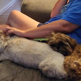 Shih Tzu Puppies from Wandering Tzu
