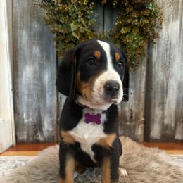 Gracie - Black, white and red female Greater Swiss Mountain Dog puppy in Chester, Illinois from Hilltop Swissys