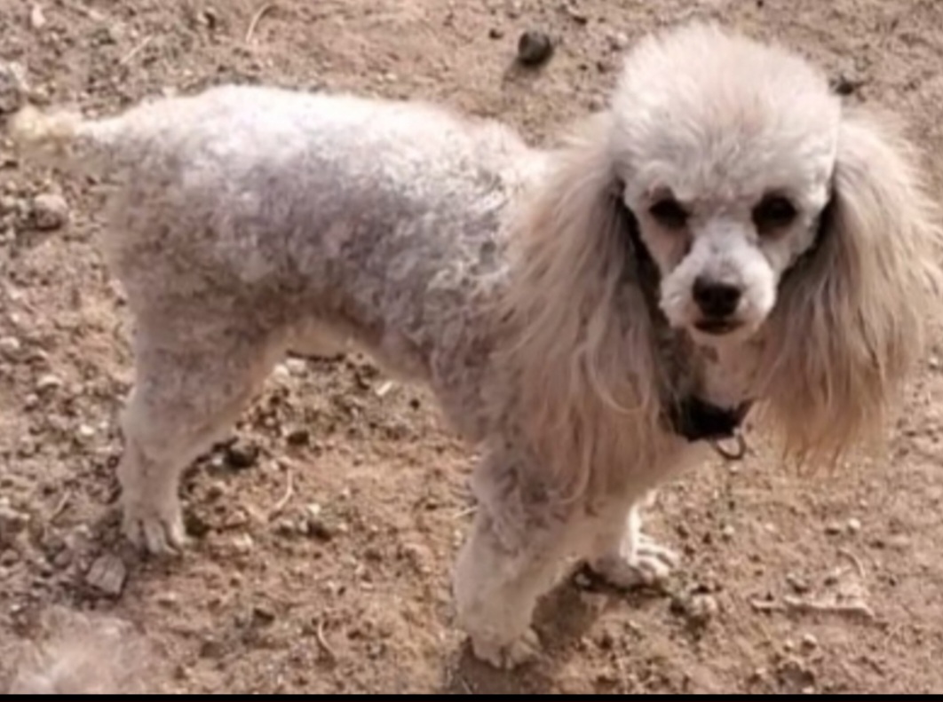 Tippy - Poodle