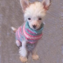 Chihuahua and Chinese Crested Puppies from Western Kentucky Chihuhua and Chinese Crested