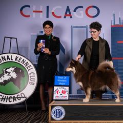 Bailey - Finnish Lapphund