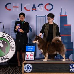 Bailey - Finnish Lapphund