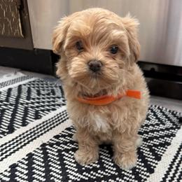 Iris - Cafe au lait female Maltipoo puppy in Fredericksburg, Ohio from Edna Keim