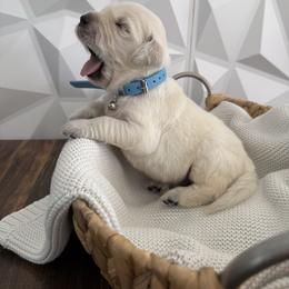 Light blue - Light golden male Golden Retriever puppy in Radcliff, Kentucky from It’s A Golden Life