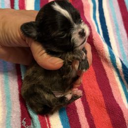 Long coat brindle girl - Fawn brindled black female Chihuahua puppy in Summerfield, Florida from Uey’s Chihuahuas