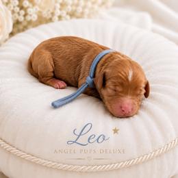 Leo - Blue Collar Boy - Red male Cavapoo puppy in Highland, Utah from Angel Pups Deluxe