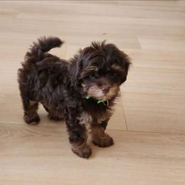 Miss Green - Chocolate female Havapoo puppy in Cumming, Georgia from Chattahoochee Kennels