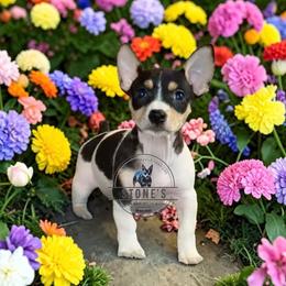 Maleficent - White and black female Teddy Roosevelt Terrier puppy in Little Elm, Texas from Stone's Teddy Roosevelt Terrier's