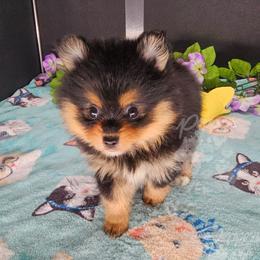 Pepper's Pennyroyal Tea - Royal - Black and tan female Pomeranian puppy in Plant City, Florida from Pepper's Pomeranians