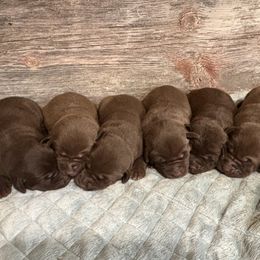 Chocolate Girl 5 - Chocolate female Labrador Retriever puppy in Freeport, Illinois from Rock Hollow Retrievers