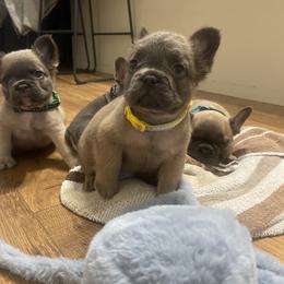 French Bulldog Puppies from Grand Star Bulldogs